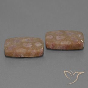 Shop natural 27.24ct マルチカラー 化石サンゴ gems, クッション, from インドネシア at GemSelect. In stock, global shipping!