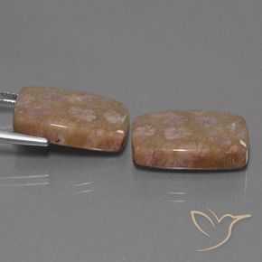 Shop natural 27.24ct マルチカラー 化石サンゴ gems, クッション, from インドネシア at GemSelect. In stock, global shipping!