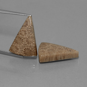 カラットの天然マルチカラー化石サンゴ（21.1×14.9 mm・トリリアント）