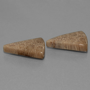 カラットの天然マルチカラー化石サンゴ（21.1×14.9 mm・トリリアント）