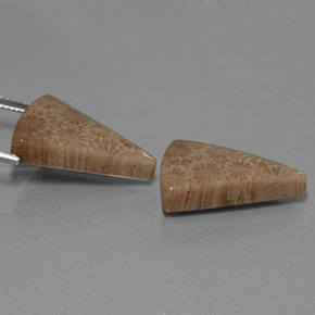 カラットの天然マルチカラー化石サンゴ（21.1×14.9 mm・トリリアント）