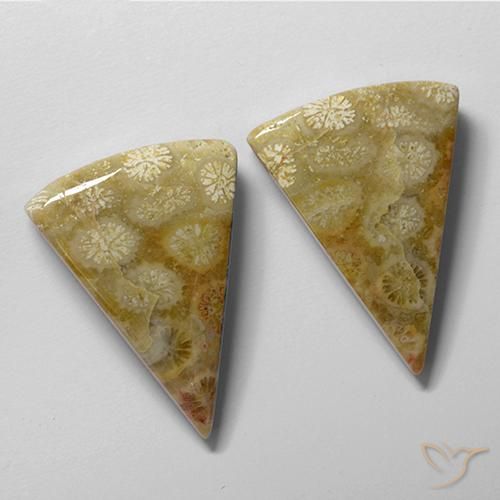 Shop natural 28.61ct マルチカラー 化石サンゴ gems, トリリオン, from インドネシア at GemSelect. In stock, global shipping!