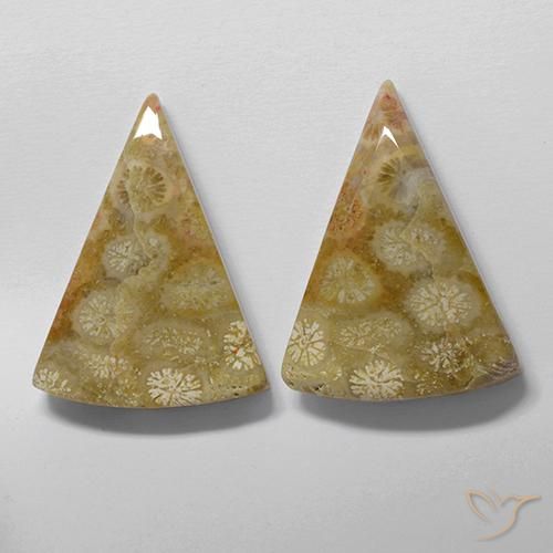 Shop natural 28.61ct マルチカラー 化石サンゴ gems, トリリオン, from インドネシア at GemSelect. In stock, global shipping!