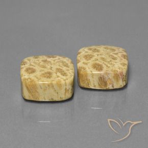 Shop natural 26.03ct マルチカラー 化石サンゴ gems, クッション, from インドネシア at GemSelect. In stock, global shipping!