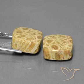 Shop natural 26.03ct マルチカラー 化石サンゴ gems, クッション, from インドネシア at GemSelect. In stock, global shipping!