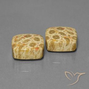 Shop natural 24.04ct マルチカラー 化石サンゴ gems, クッション, from インドネシア at GemSelect. In stock, global shipping!