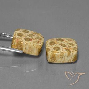 Shop natural 24.04ct マルチカラー 化石サンゴ gems, クッション, from インドネシア at GemSelect. In stock, global shipping!