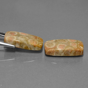 自然派の商品を探す 23.56ct マルチカラー 化石サンゴ 宝石, クッションカット, インドネシア からGemSelectで. 在庫あり、世界各国へ発送!