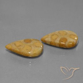Shop natural 22.90ct マルチカラー 化石サンゴ gems, 洋梨の形, from インドネシア at GemSelect. In stock, global shipping!