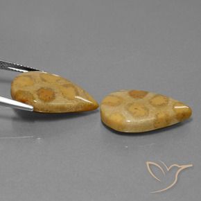 Shop natural 22.90ct マルチカラー 化石サンゴ gems, 洋梨の形, from インドネシア at GemSelect. In stock, global shipping!