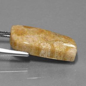 13.97カラットの天然マルチカラー化石サンゴ、ファンシーシェイプ、オペーク