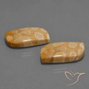 Shop natural 30.44ct マルチカラー 化石サンゴ gems, ファンシー, from インドネシア at GemSelect. In stock, global shipping!