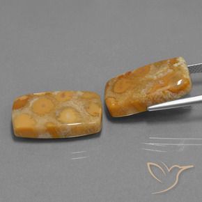 Shop natural 29.77ct マルチカラー 化石サンゴ gems, クッション, from インドネシア at GemSelect. In stock, global shipping!