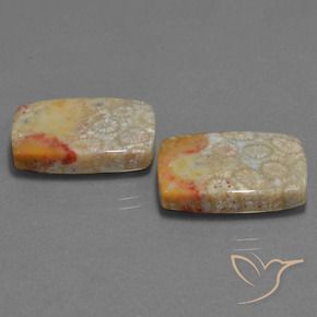 Shop natural 29.41ct マルチカラー 化石サンゴ gems, クッション, from インドネシア at GemSelect. In stock, global shipping!