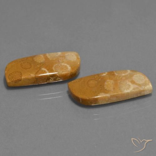 Shop natural 24.41ct マルチカラー 化石サンゴ gems, ファンシー, from インドネシア at GemSelect. In stock, global shipping!