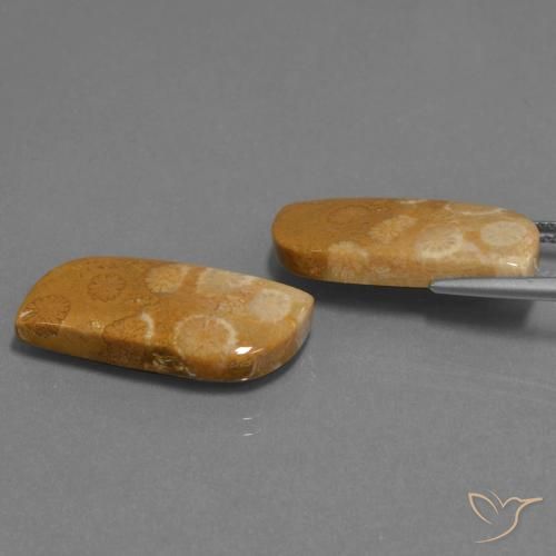 Shop natural 24.41ct マルチカラー 化石サンゴ gems, ファンシー, from インドネシア at GemSelect. In stock, global shipping!