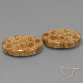Shop natural 25.95ct マルチカラー 化石サンゴ gems, 楕円形, from インドネシア at GemSelect. In stock, global shipping!