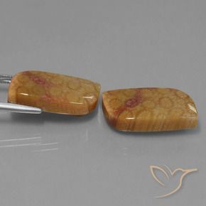 Shop natural 28.06ct マルチカラー 化石サンゴ gems, ファンシー, from インドネシア at GemSelect. In stock, global shipping!