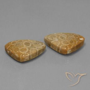 Shop natural 34.00ct マルチカラー 化石サンゴ gems, トリリオン, from インドネシア at GemSelect. In stock, global shipping!