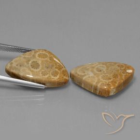 Shop natural 34.00ct マルチカラー 化石サンゴ gems, トリリオン, from インドネシア at GemSelect. In stock, global shipping!