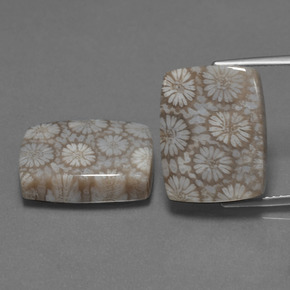 自然派の商品を探す ct マルチカラー 化石サンゴ 宝石, クッションカット, インドネシア からGemSelectで. 在庫あり、世界各国へ発送!