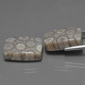 自然派の商品を探す ct マルチカラー 化石サンゴ 宝石, クッションカット, インドネシア からGemSelectで. 在庫あり、世界各国へ発送!