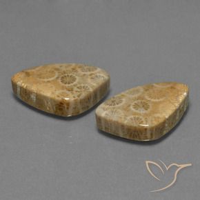 Shop natural 29.73ct マルチカラー 化石サンゴ gems, トリリオン, from インドネシア at GemSelect. In stock, global shipping!