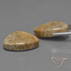 Shop natural 29.73ct マルチカラー 化石サンゴ gems, トリリオン, from インドネシア at GemSelect. In stock, global shipping!