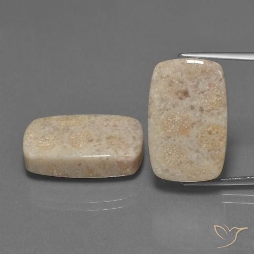 Shop natural 30.16ct マルチカラー 化石サンゴ gems, クッション, from インドネシア at GemSelect. In stock, global shipping!