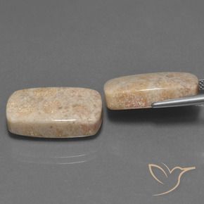 Shop natural 30.16ct マルチカラー 化石サンゴ gems, クッション, from インドネシア at GemSelect. In stock, global shipping!