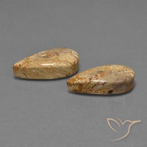 Shop natural 25.79ct マルチカラー 化石サンゴ gems, 洋梨の形, from インドネシア at GemSelect. In stock, global shipping!