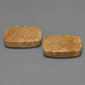 自然派の商品を探す ct マルチカラー 化石サンゴ 宝石, クッションカット, インドネシア からGemSelectで. 在庫あり、世界各国へ発送!