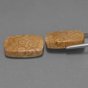 自然派の商品を探す ct マルチカラー 化石サンゴ 宝石, クッションカット, インドネシア からGemSelectで. 在庫あり、世界各国へ発送!