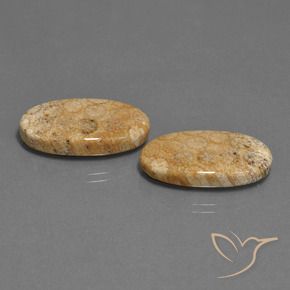 Shop natural 24.86ct マルチカラー 化石サンゴ gems, 楕円形, from インドネシア at GemSelect. In stock, global shipping!