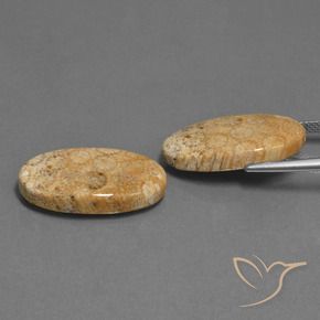 Shop natural 24.86ct マルチカラー 化石サンゴ gems, 楕円形, from インドネシア at GemSelect. In stock, global shipping!