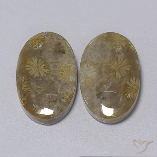 Shop natural 34.30ct マルチカラー 化石サンゴ gems, 楕円形, from インドネシア at GemSelect. In stock, global shipping!