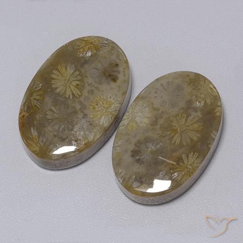 Shop natural 34.30ct マルチカラー 化石サンゴ gems, 楕円形, from インドネシア at GemSelect. In stock, global shipping!