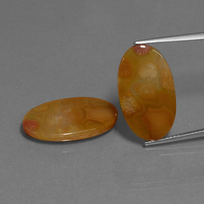 自然派の商品を探す ct マルチカラー 化石サンゴ 宝石, オーバルカット, インドネシア からGemSelectで. 在庫あり、世界各国へ発送!