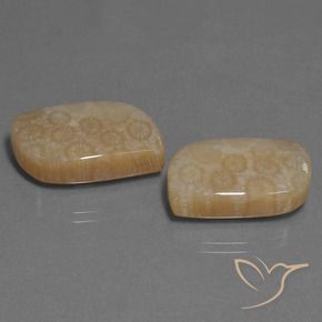 Shop natural 34.06ct マルチカラー 化石サンゴ gems, ファンシー, from インドネシア at GemSelect. In stock, global shipping!