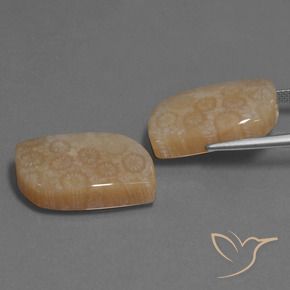 Shop natural 34.06ct マルチカラー 化石サンゴ gems, ファンシー, from インドネシア at GemSelect. In stock, global shipping!