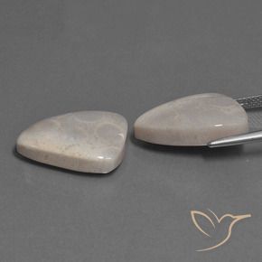 Shop natural 23.12ct マルチカラー 化石サンゴ gems, トリリオン, from インドネシア at GemSelect. In stock, global shipping!