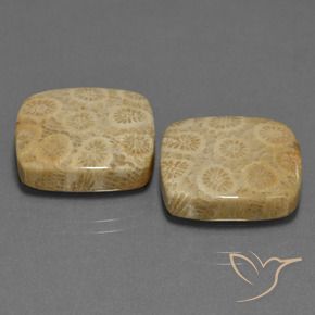 Shop natural 27.10ct マルチカラー 化石サンゴ gems, クッション, from インドネシア at GemSelect. In stock, global shipping!