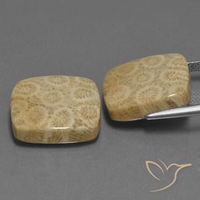 Shop natural 27.10ct マルチカラー 化石サンゴ gems, クッション, from インドネシア at GemSelect. In stock, global shipping!