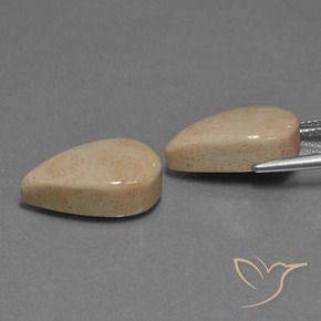 Shop natural 17.01ct マルチカラー 化石サンゴ gems, 洋梨の形, from インドネシア at GemSelect. In stock, global shipping!