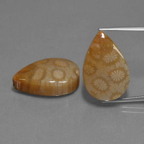 自然派の商品を探す ct マルチカラー 化石サンゴ 宝石, 洋梨の形, インドネシア からGemSelectで. 在庫あり、世界各国へ発送!