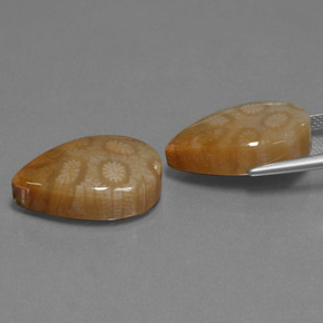 自然派の商品を探す ct マルチカラー 化石サンゴ 宝石, 洋梨の形, インドネシア からGemSelectで. 在庫あり、世界各国へ発送!