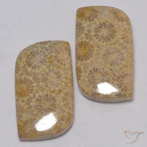 Shop natural 23.77ct マルチカラー 化石サンゴ gems, ファンシー, from インドネシア at GemSelect. In stock, global shipping!