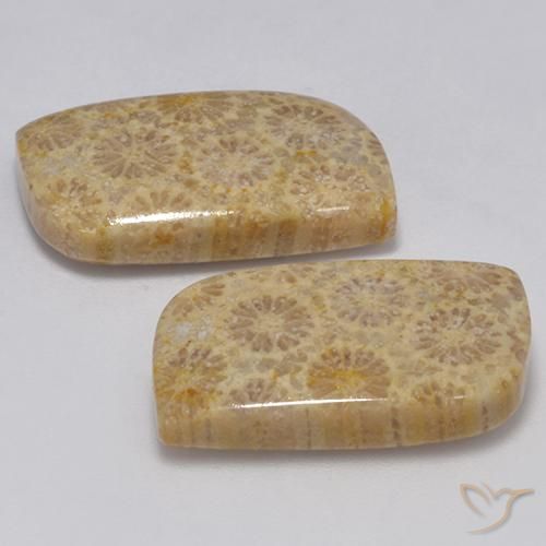 Shop natural 23.77ct マルチカラー 化石サンゴ gems, ファンシー, from インドネシア at GemSelect. In stock, global shipping!