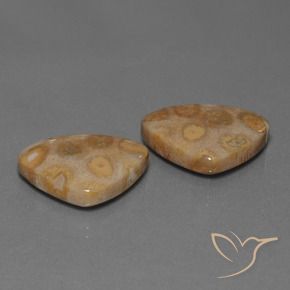Shop natural 25.57ct マルチカラー 化石サンゴ gems, トリリオン, from インドネシア at GemSelect. In stock, global shipping!