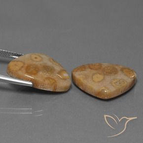 Shop natural 25.57ct マルチカラー 化石サンゴ gems, トリリオン, from インドネシア at GemSelect. In stock, global shipping!